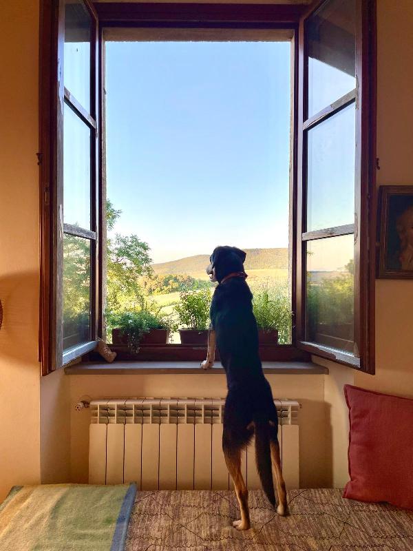 🚨🚨 MUSA - urgente rischio il canile !🚨🚨 Foto 2